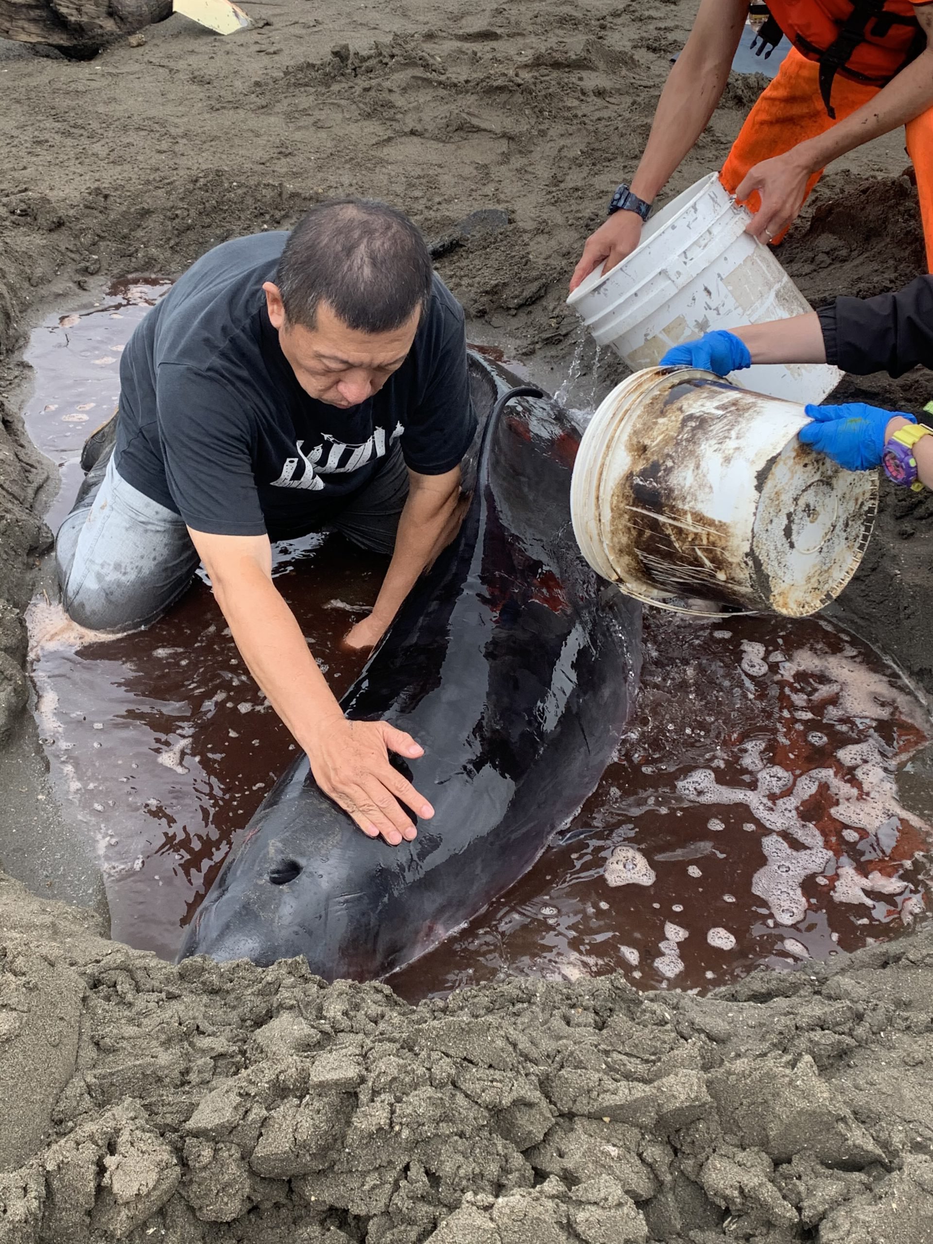 活體鯨豚救援紀錄-要保濕