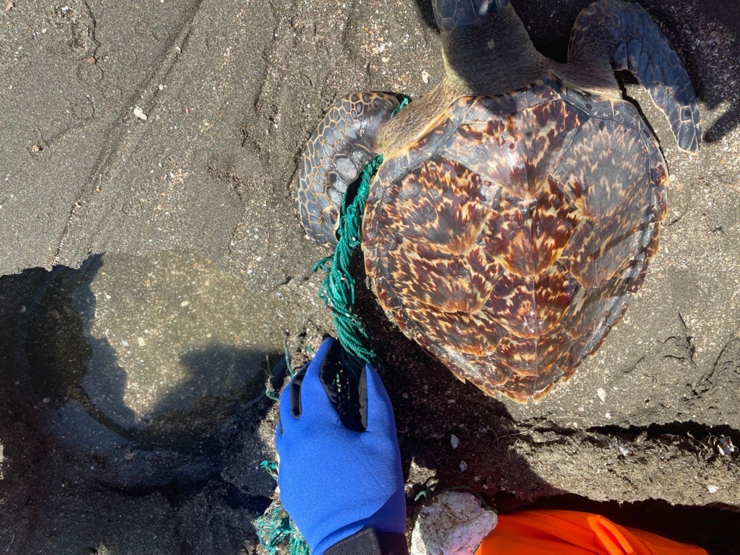 玳瑁遭漁網纏繞受傷擱淺在新屋石滬故事館前沙灘